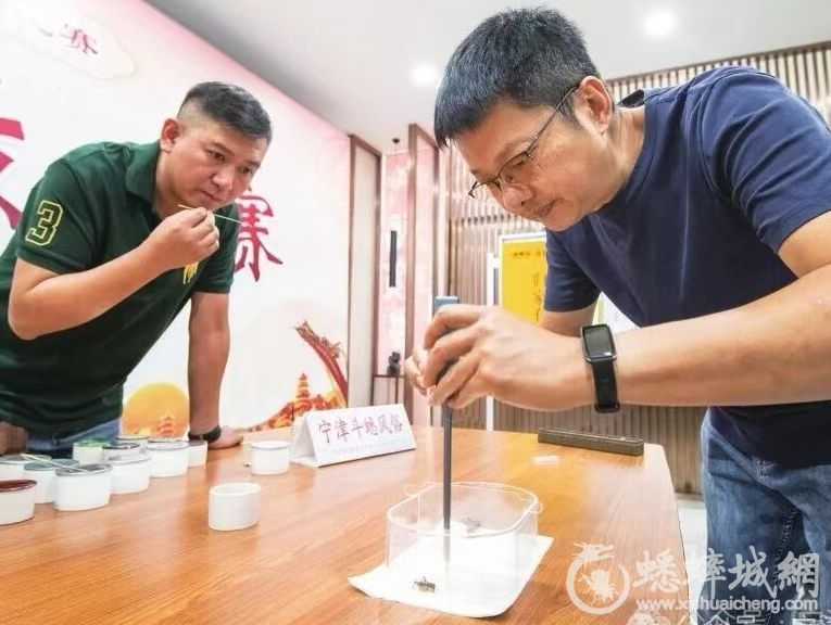 宁津以AI开启斗蟋赛事评判新时..